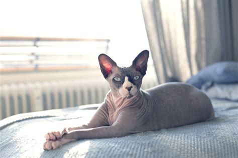 oily hairless cat|How to Care for a Hairless Cat